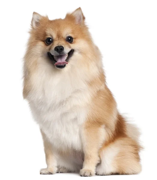 Spitz sitting in front of white background — Stock Photo, Image
