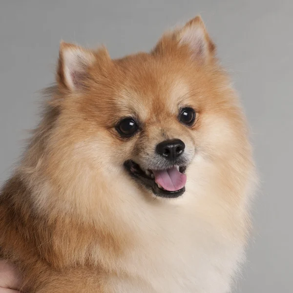 Close-up of Spitz in front of grey background — Stock Photo, Image