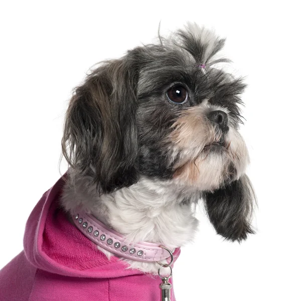 Close-up of Shih Tzu in pink, 2 years old, in front of white background — Stock Photo, Image