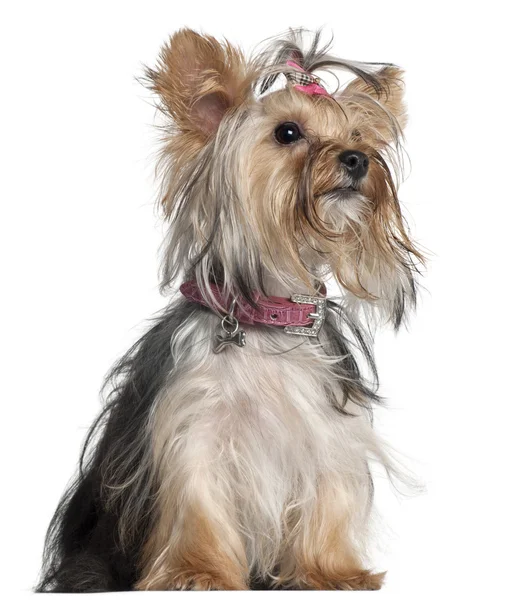 Yorkshire Terrier, 9 months old, sitting in front of white background — Stock Photo, Image