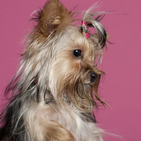 Yorkshire Terrier, 9 hónap régi, rózsaszín háttér előtt részlete — Stock Fotó