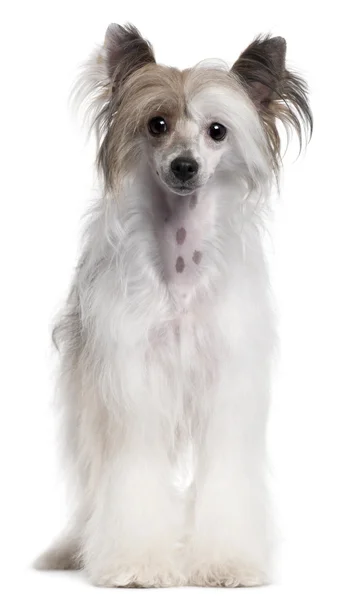中国語の紋付き犬、2 歳で、白い背景の前に立って — ストック写真