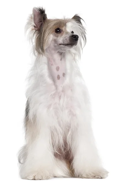 中国語の紋付き犬、2 歳で、白い背景の前に座って — ストック写真