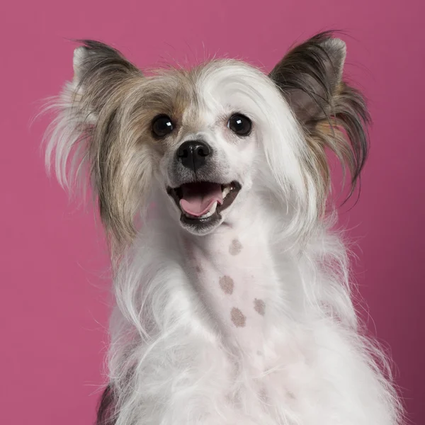 中国朱鹮狗在粉红色的背景前的特写 — 图库照片