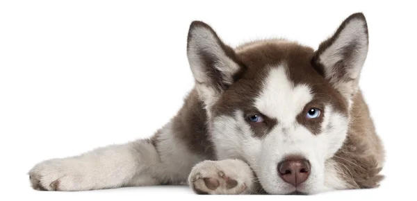 Siberian Husky puppy, 5 months old, lying in front of white background — Stock Photo, Image