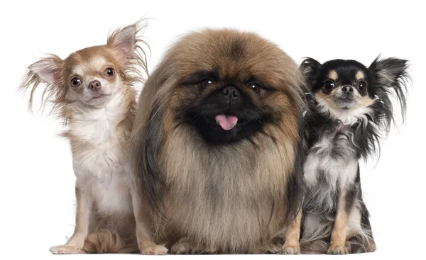 Two Chihuahuas, 3 years old and 10 months old, and a Pekingese, 2 years old, in front of white background — Stock Photo, Image