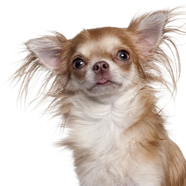 Close-up de Chihuahua na frente de fundo branco — Fotografia de Stock
