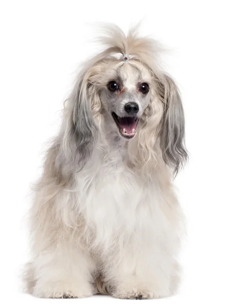 Chinese Crested Dog, 3 years old, in front of white background — Stock Photo, Image