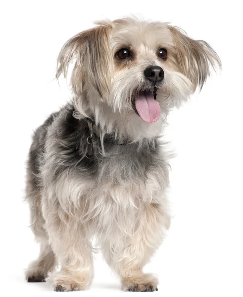 Yorkshire Terrier, 8 years old, standing in front of white background — Stockfoto