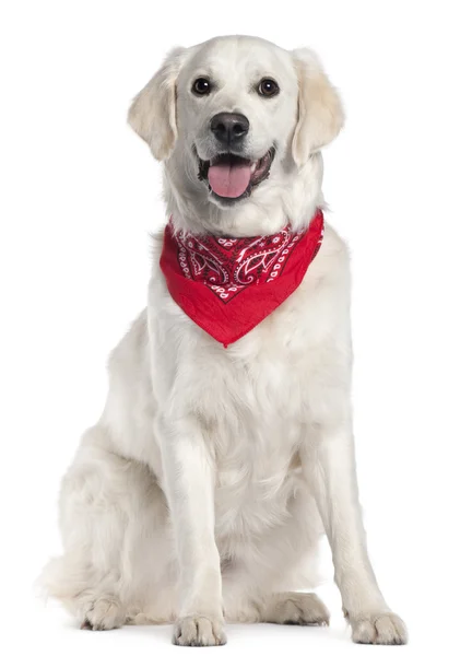 Golden Retriever wearing red handkerchief, 9 months old, sitting in front of white background — Stock Photo, Image