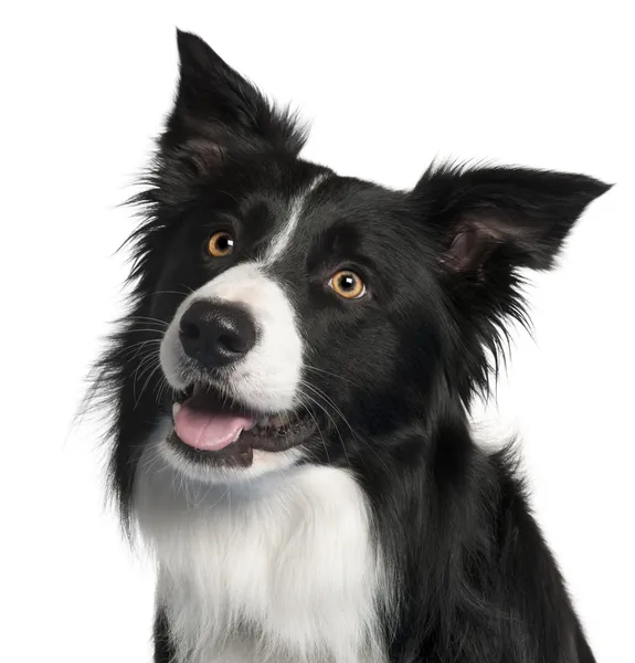 Close-up of Border Collie, 4 years old, in front of white background — Stock Photo, Image