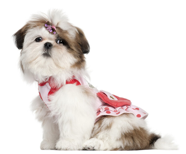 Shih Tzu puppy dressed up, 3 months old, sitting in front of white background