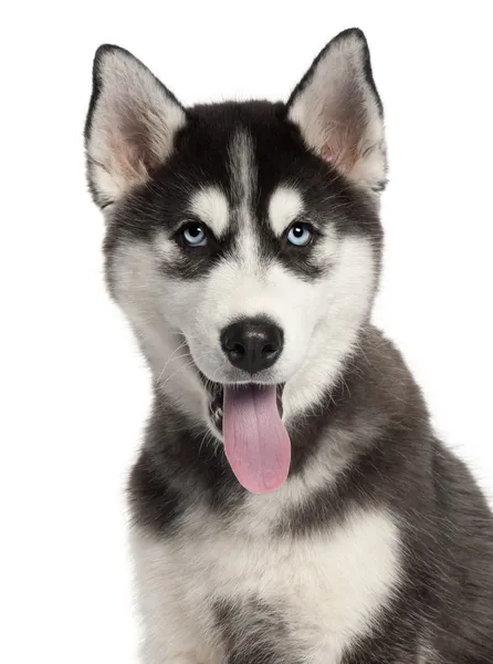 Close-up de cachorro Husky siberiano, 4 meses, na frente do fundo branco — Fotografia de Stock