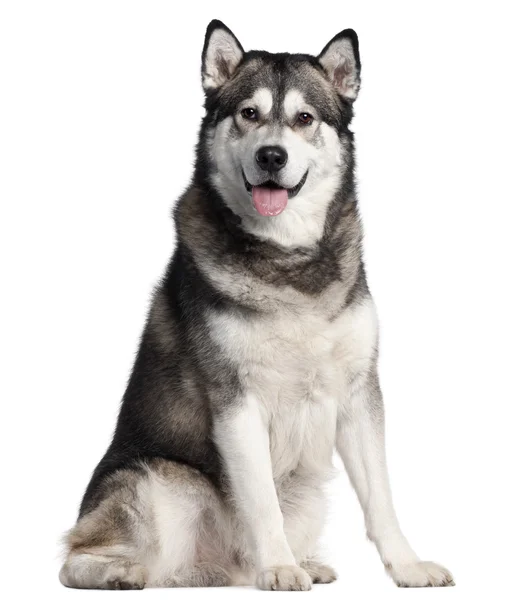 Alaskan Malamute, 2 years old, sitting in front of white background — Stock Photo, Image
