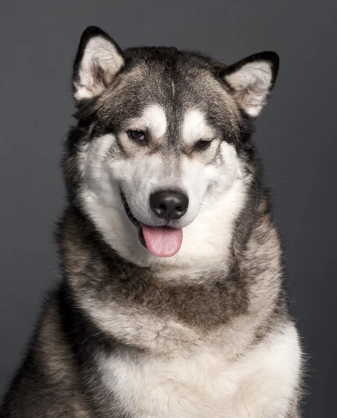 Close-up of Alaskan Malamute, 2 years old, in front of grey background — Stock Photo, Image
