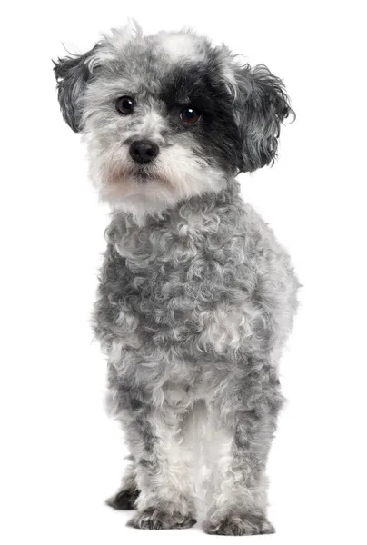 Пес смешанной породы, 5 лет, стоит на белом фоне — стоковое фото