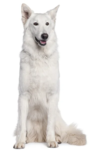 Berger Blanc Suisse, 2 years old, sitting in front of white background — Stock Photo, Image