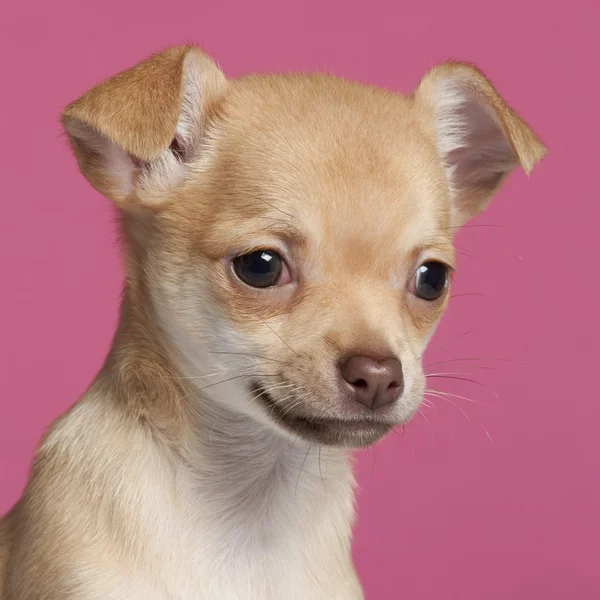 Primer plano del cachorro Chihuahua, de 2 meses de edad, frente a fondo rosa — Foto de Stock