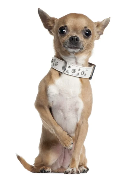 Chihuahua noszenie kołnierza, 2 i pół lat stary, siedząc na białym tle — Zdjęcie stockowe
