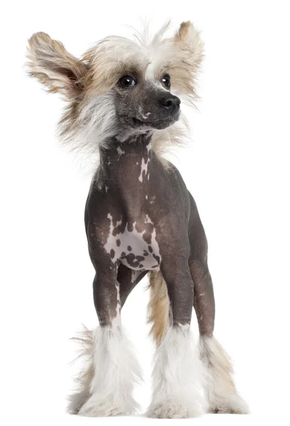 中国語の紋付き子犬は、4 ヶ月、白い背景の前に立って — ストック写真