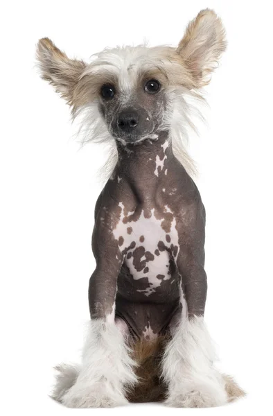 Chinese Crested puppy, 4 months old, standing in front of white background — Stock Photo, Image