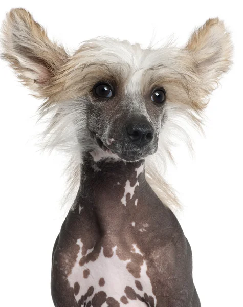 中国語の紋付き子犬は、4 ヶ月、白い背景の前に立って — ストック写真
