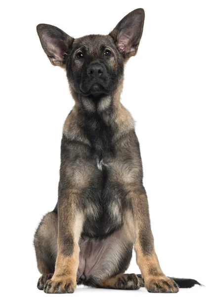 Close-up van Duitse herder pup, 3 maanden oud, voor witte achtergrond — Stockfoto