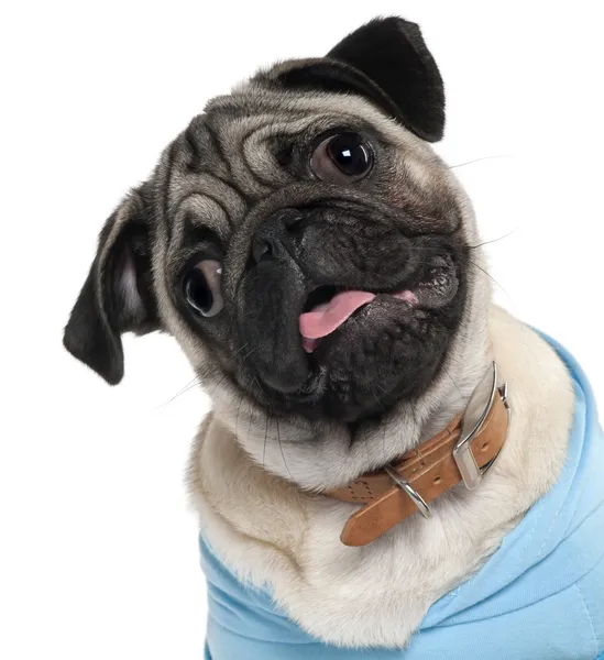 Primo piano del cucciolo di Pug vestito di blu, 6 mesi, davanti allo sfondo bianco — Foto Stock