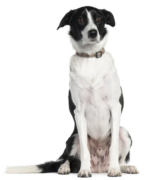 stock image Border Collie, 2 years old, sitting in front of white background