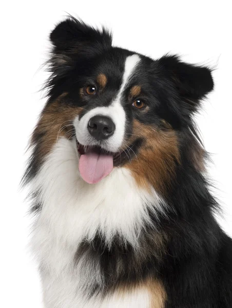 Close-up of Australian Shepherd dog, 2 years old, in front of white background — Stock Photo, Image