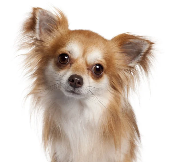 Close-up de Chihuahua, 2 anos, na frente do fundo branco — Fotografia de Stock