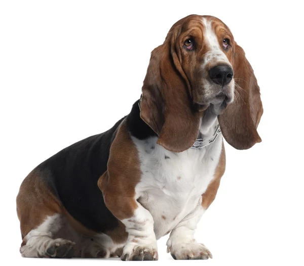 Basset Hound, 3 years old, sitting in front of white background — Stock Photo, Image