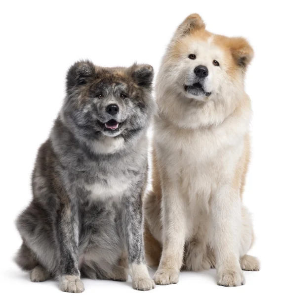 Akita Inu, 7 years old and 4 years old, sitting in front of white background — Stock Photo, Image