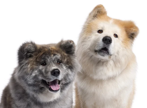 Close-up of Akita Inu, 7 years old and 4 years old, in front of white background — Stock Photo, Image
