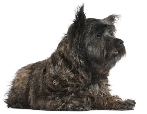 Cairn Terrier, 8 months old, lying in front of white background — Stock Photo, Image