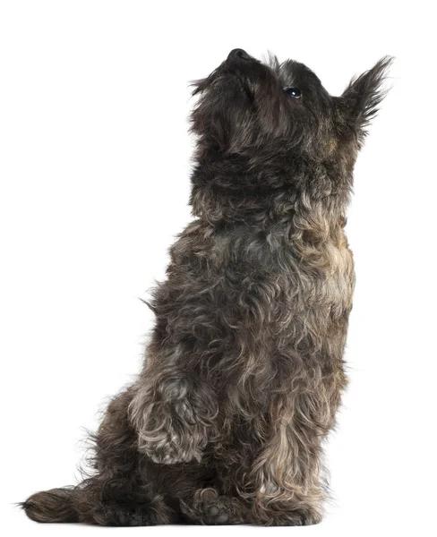 Cairn Terrier, 8 months old, sitting and looking up in front of white background — Stock Photo, Image