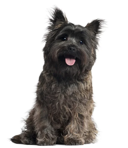 Cairn Terrier, 8 months old, sitting in front of white background — Stock Photo, Image