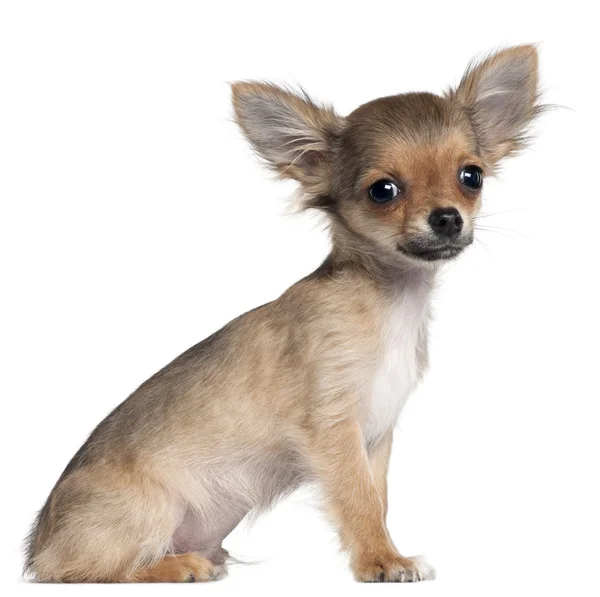 Szczeniak Chihuahua, 4 miesiące, siedząc z przodu białe tło — Zdjęcie stockowe