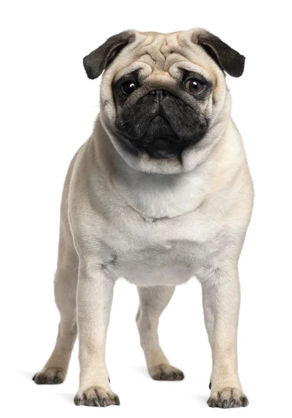Pug, 2 Years old, standing in front of white background — Stock Photo, Image