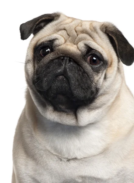 Close-up van pug, 2 jaar oud, voor witte achtergrond — Stockfoto