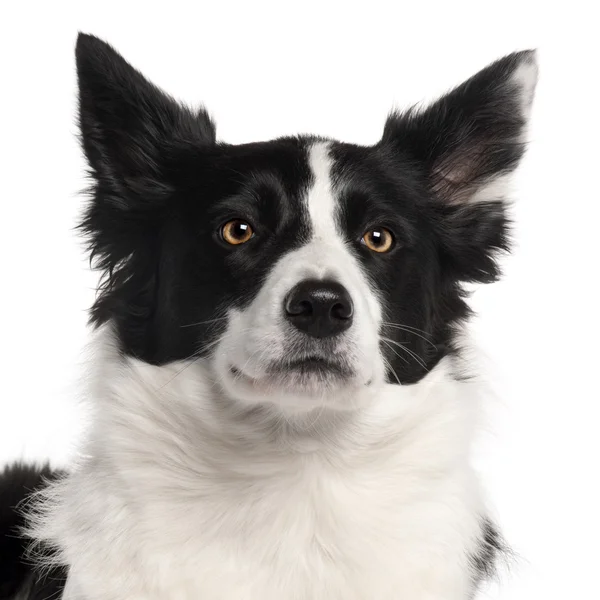 Close-up of Border Collie, 3 years old, in front of white background — Stock Photo, Image