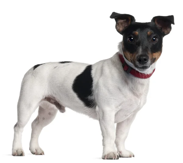 Jack Russell Terrier, 1 year old, standing in front of white background — Stock Photo, Image