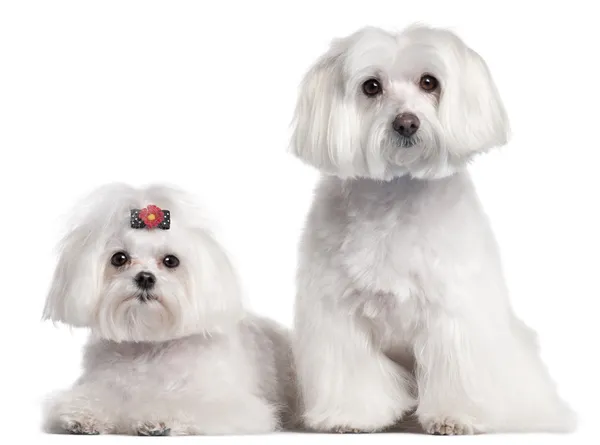 Maltese, 3 and 7 years old, in front of white background — Stock Photo, Image