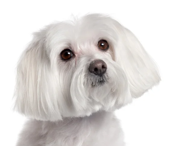 Close-up of Maltese, 7 years old, in front of white background — Stock Photo, Image
