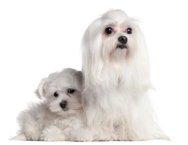 Maltese, 9 years old, and Maltese puppy, 3 months old, in front of white background — Stock Photo, Image
