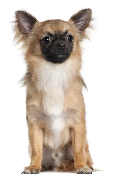 Chihuahua, 1 year old, sitting in front of white background — Stock Photo, Image
