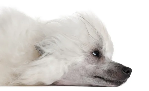 stock image Chinese Crested Dog, 1 year old, lying in front of white background