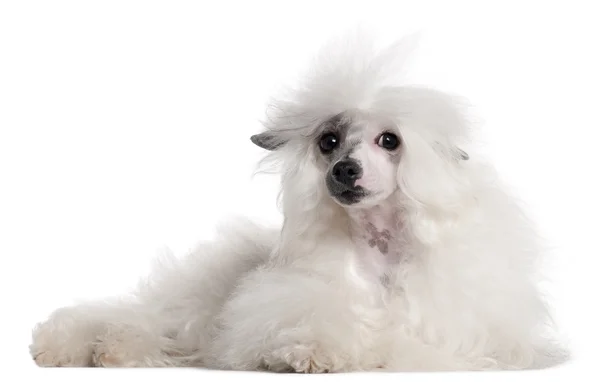 中国語の紋付き犬、1 歳白い背景の前に横たわって — ストック写真