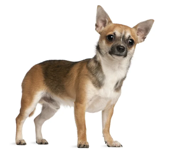 Chihuahua, 10 Monate alt, steht vor weißem Hintergrund — Stockfoto