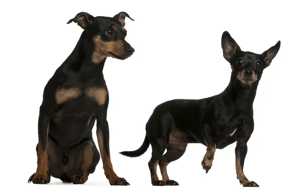 Miniature Pinscher, 7 years old, and German Pinscher, 4 years old, in front of white background — Stock Photo, Image
